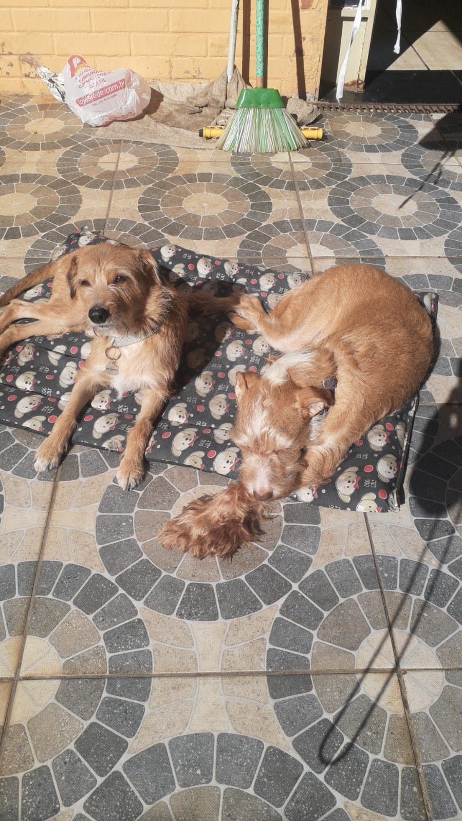 Foto 2 do pet